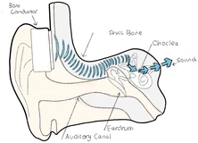 Bone conduction path through the skull to the cochlea