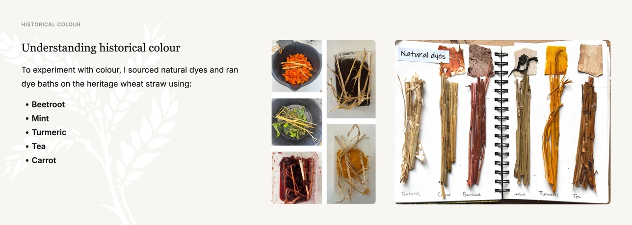 Understanding historical colour. To experiment with colour I sourced natural dyes and ran dye baths on the heritage wheat straw using beetroot, mint, turmeric, tea and carrot.