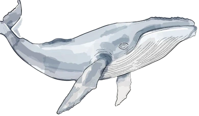 Humpback whale study